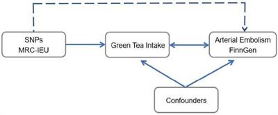 Genetically predicted green tea intake and the risk of arterial embolism and thrombosis